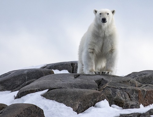 Arctic Polar Bear Adventure Pt 1
